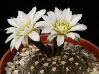 Gymnocalycium ragonesei JLcoll.1982.jpg